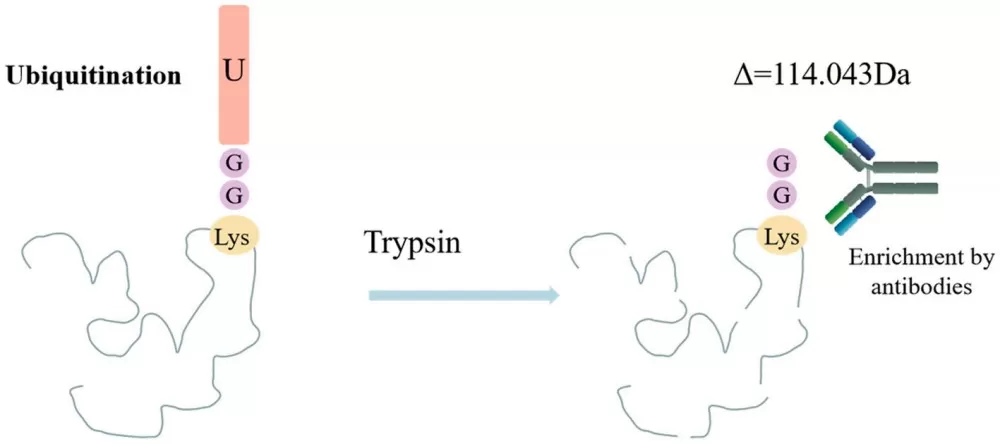 Enrichment Strategies and Mass Tags in Ubiquitin-Modified Proteomics